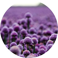 Purple Prom Dresses UK Clearance