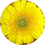 Yellow Prom Dresses UK Clearance
